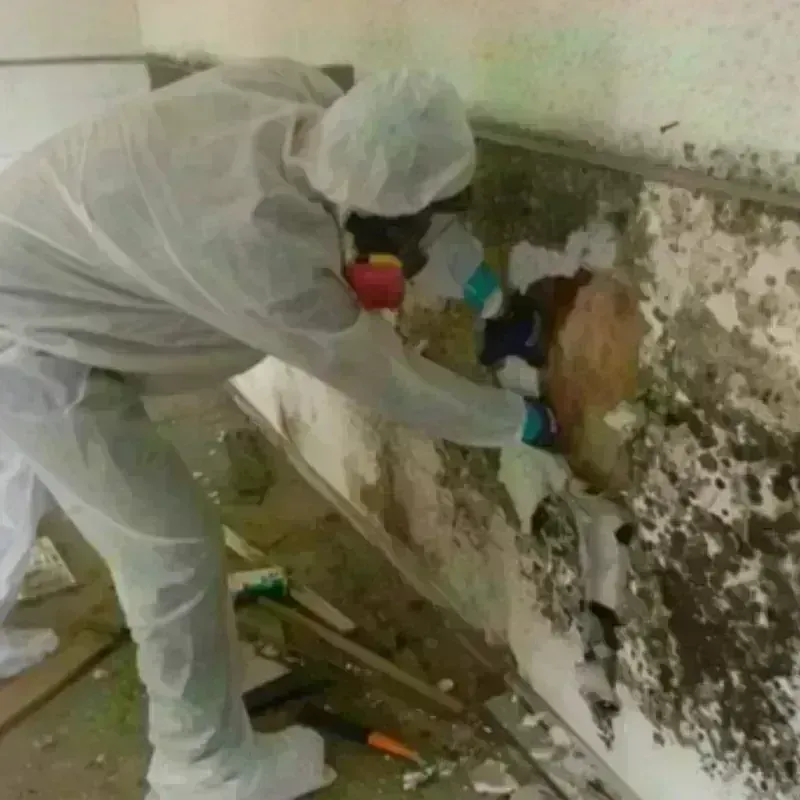 Mold Remediation and Removal in Elkhart County, IN